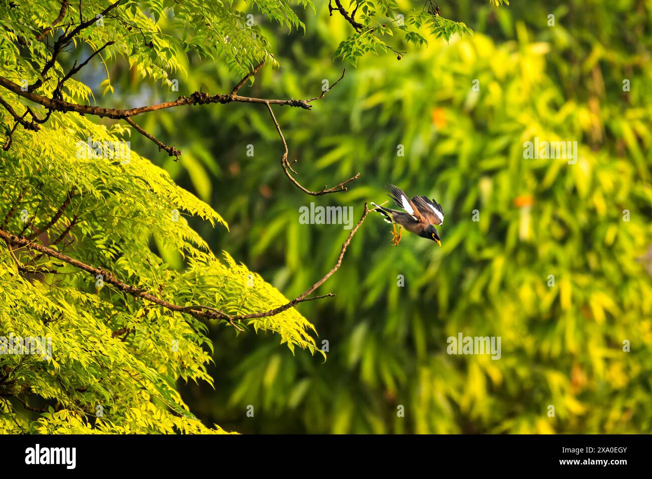 Sparrow through greenery hi-res stock photography and images - Alamy