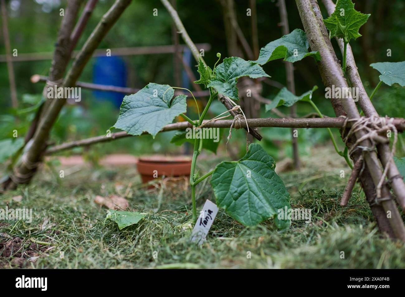 Garten Gurke Eine Gurke Sorte Tanja rankt an einem Holzgestell in einem