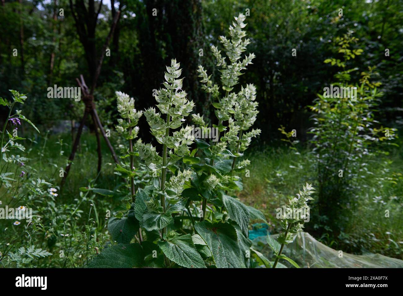 Natur Garten MuskatellerSalbei Bluehender Muskatellersalbei Salvia
