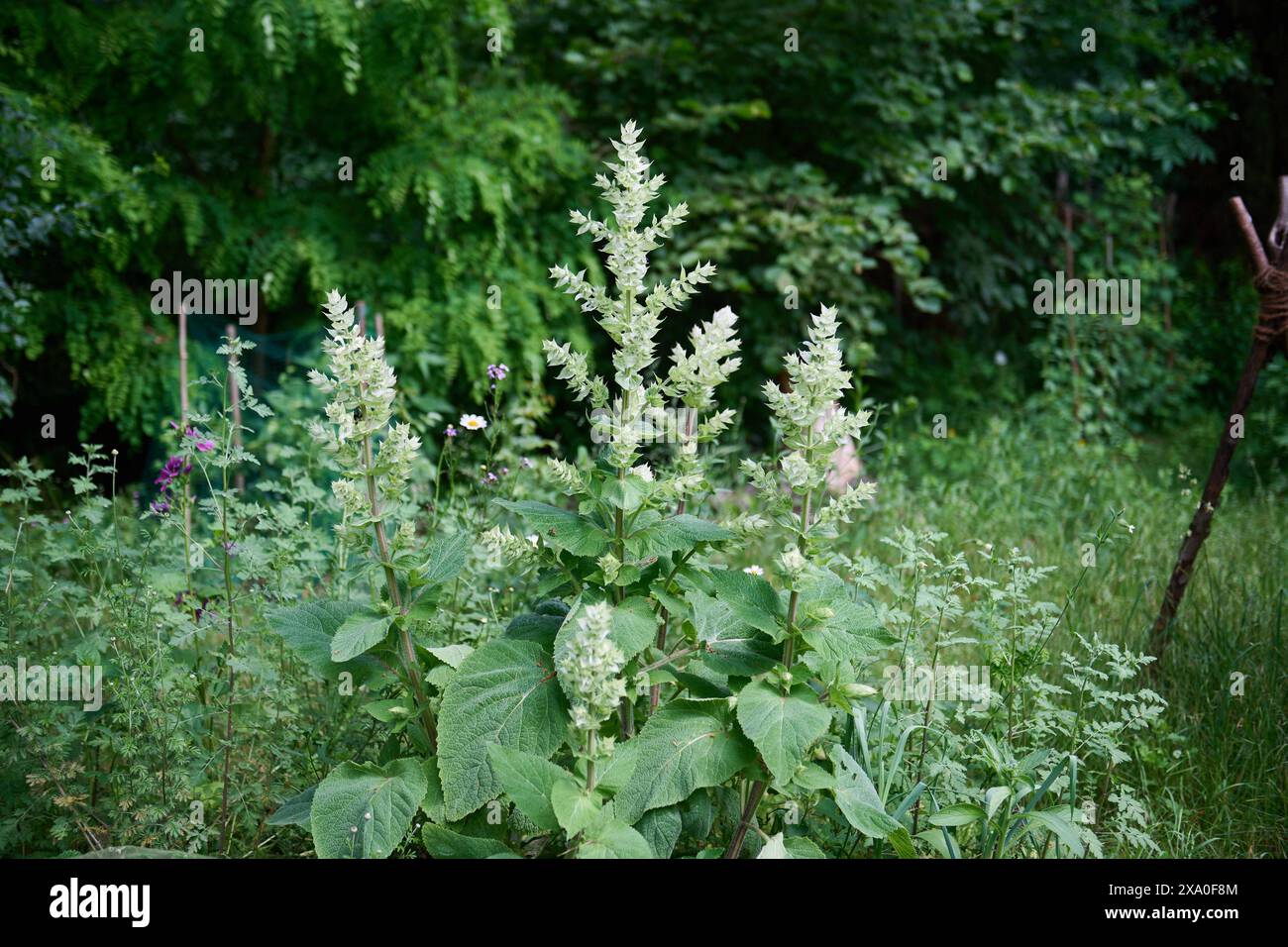 Natur Garten MuskatellerSalbei Bluehender Muskatellersalbei Salvia