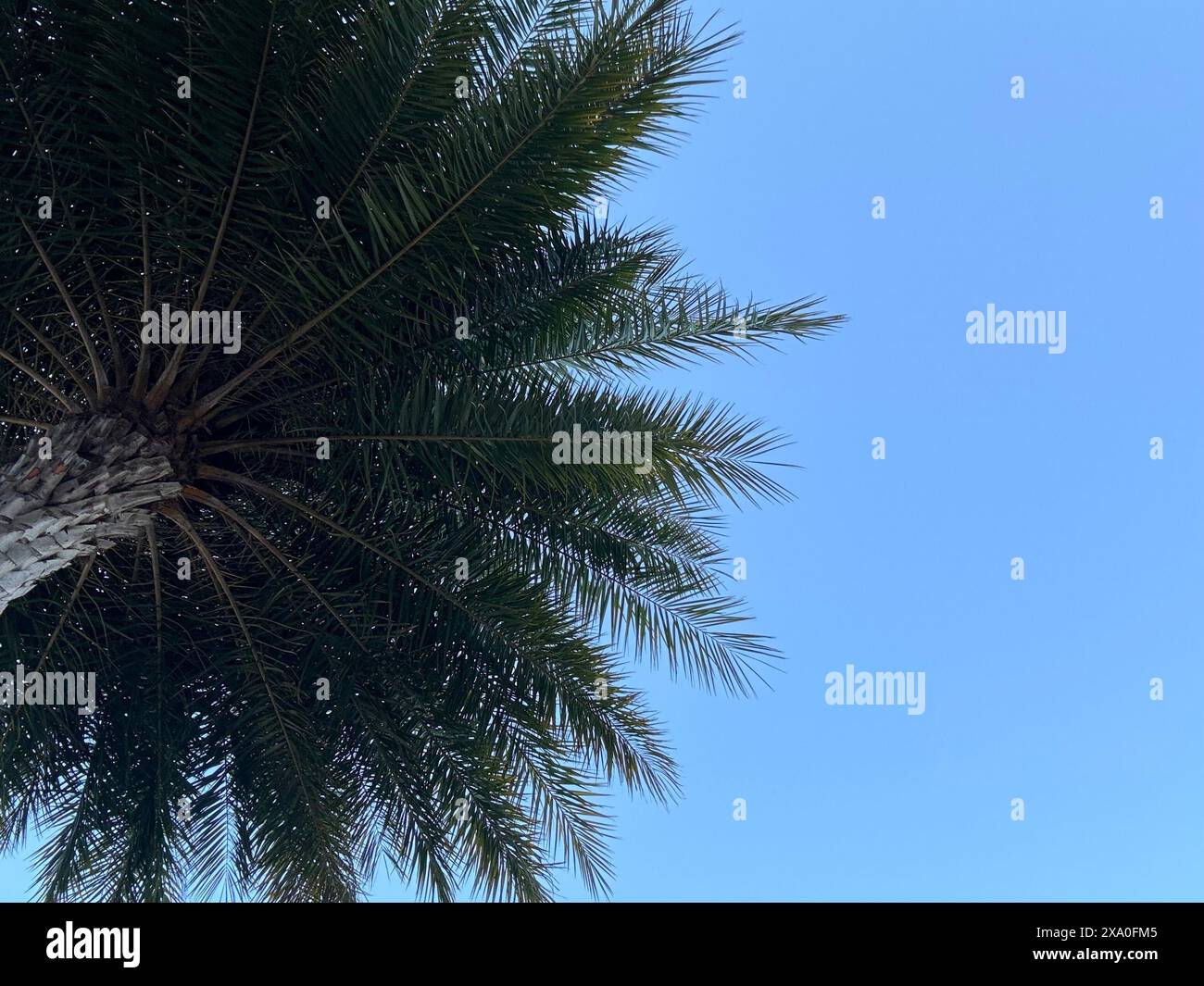 A low angle of palm tree against the blue sky Stock Photo - Alamy