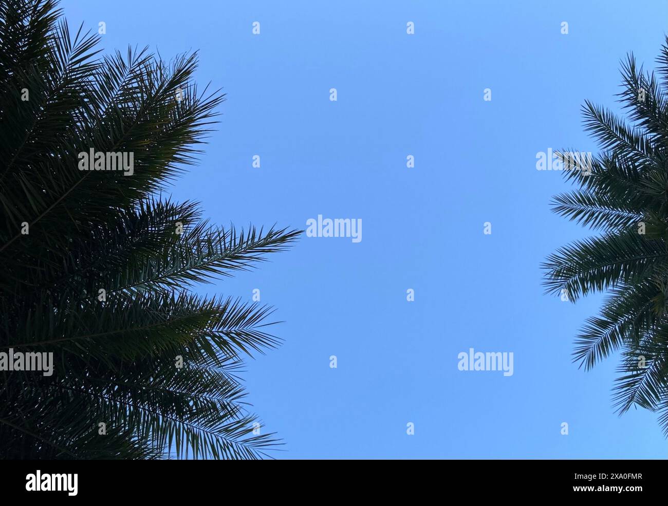 A low angle of palm tree against the blue sky Stock Photo - Alamy