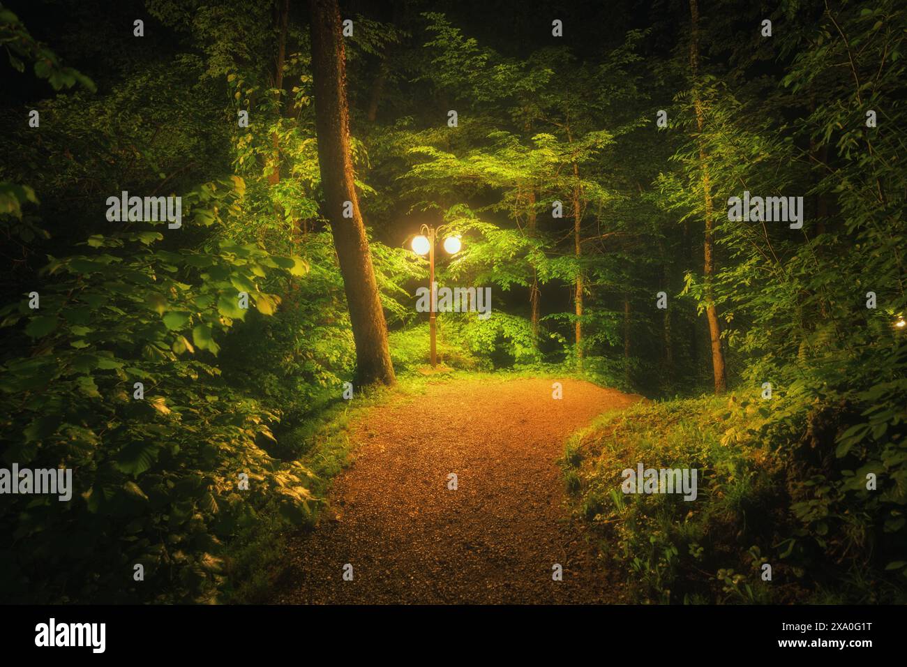 Tree illuminated night hi-res stock photography and images - Alamy
