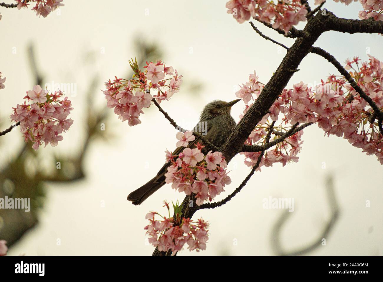 A bird sitting on a cherry blossom tree branch Stock Photo