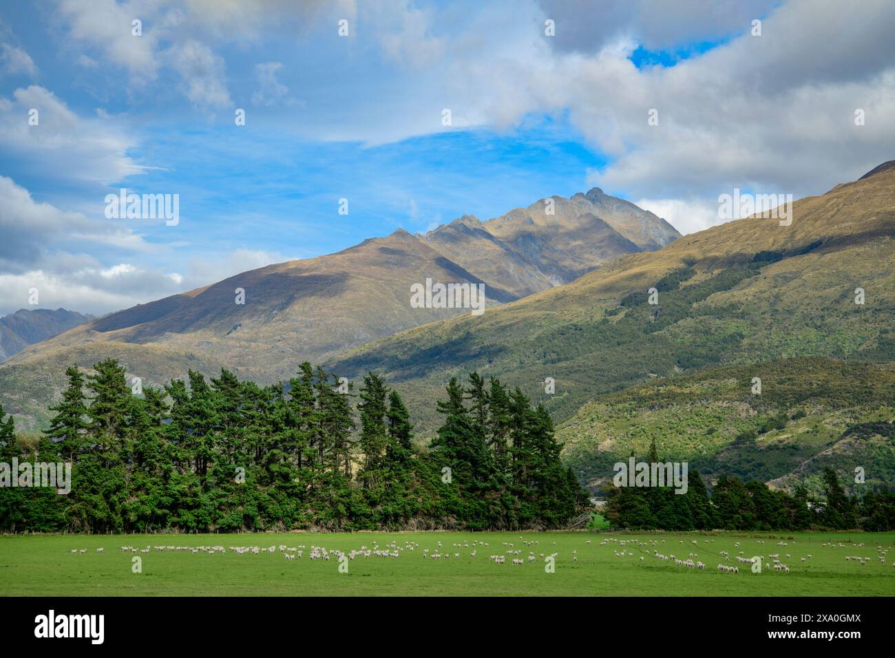 New Zealand, South Island, Wanaka, Sheep pasture Stock Photo