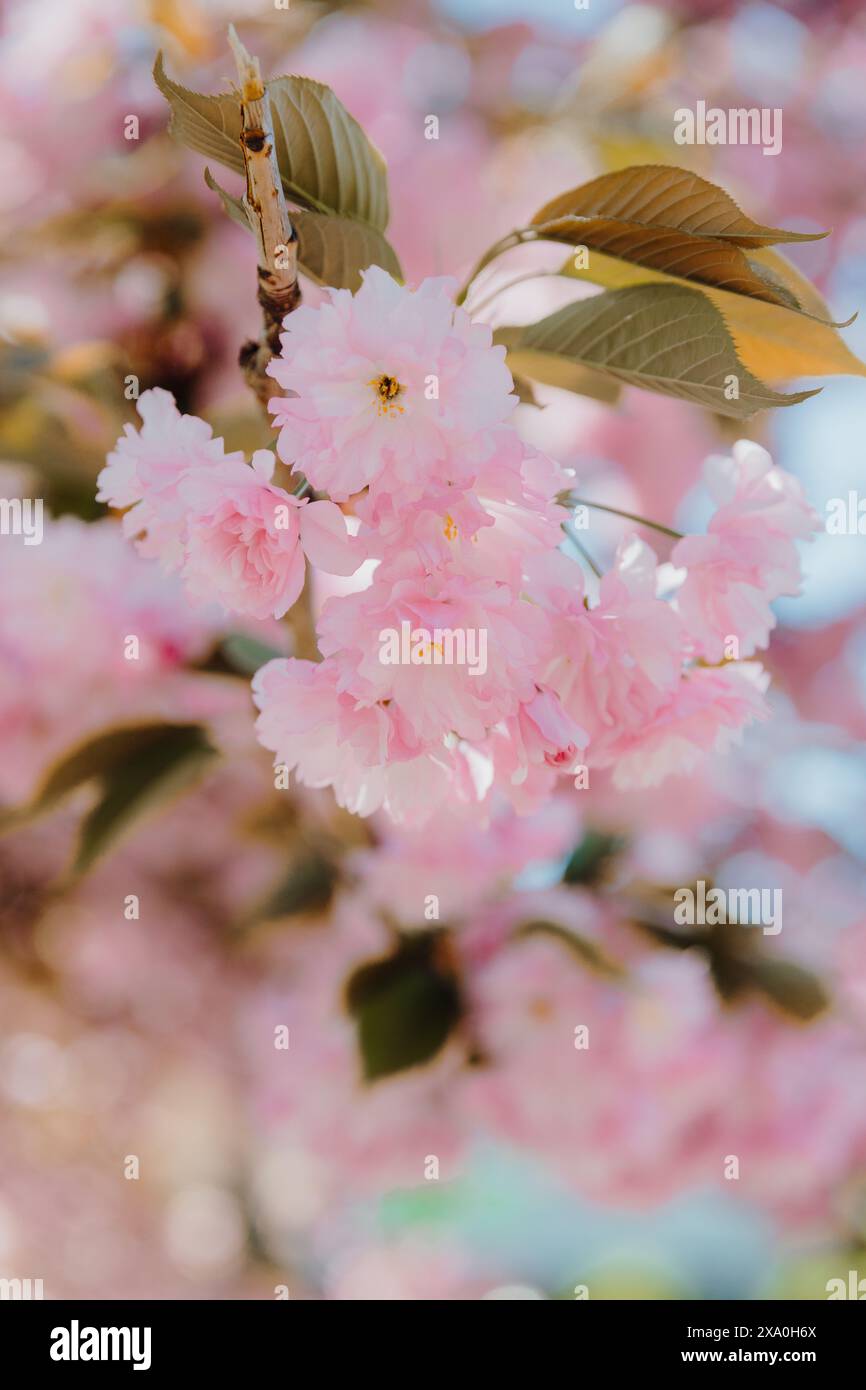 Pink cherry blossoms on tree branches in full blooml Stock Photo