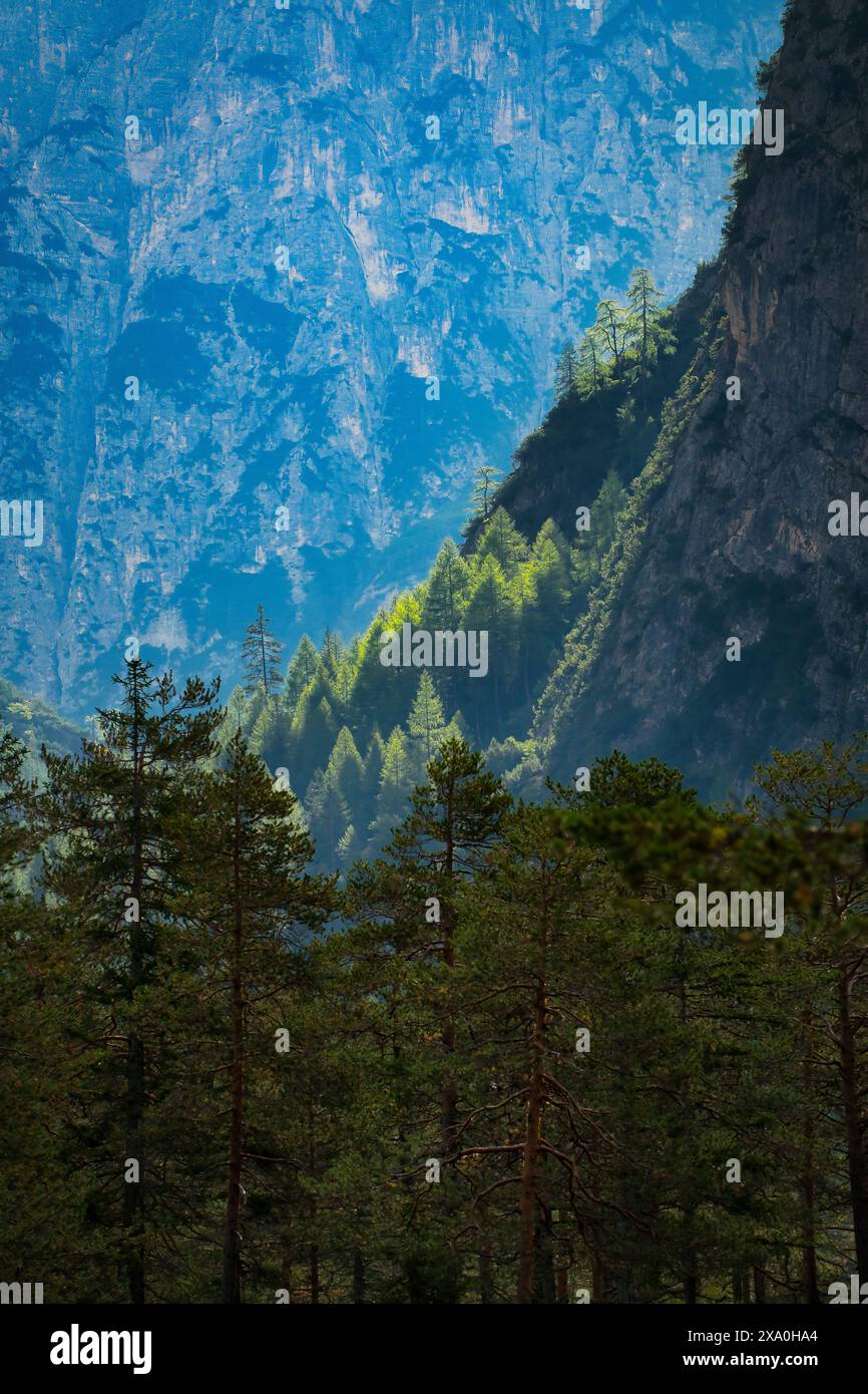 Lush green alpine pine trees hi-res stock photography and images - Alamy
