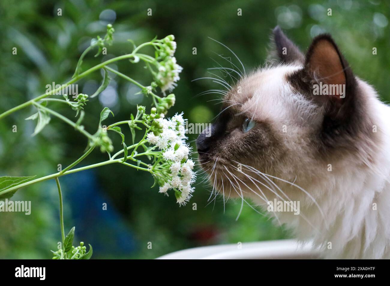 Cat sniffing flower hi-res stock photography and images - Alamy