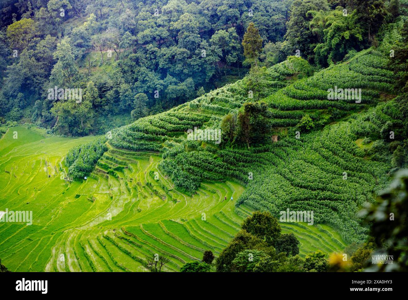 The lush rice fields with towering trees in the center Stock Photo - Alamy