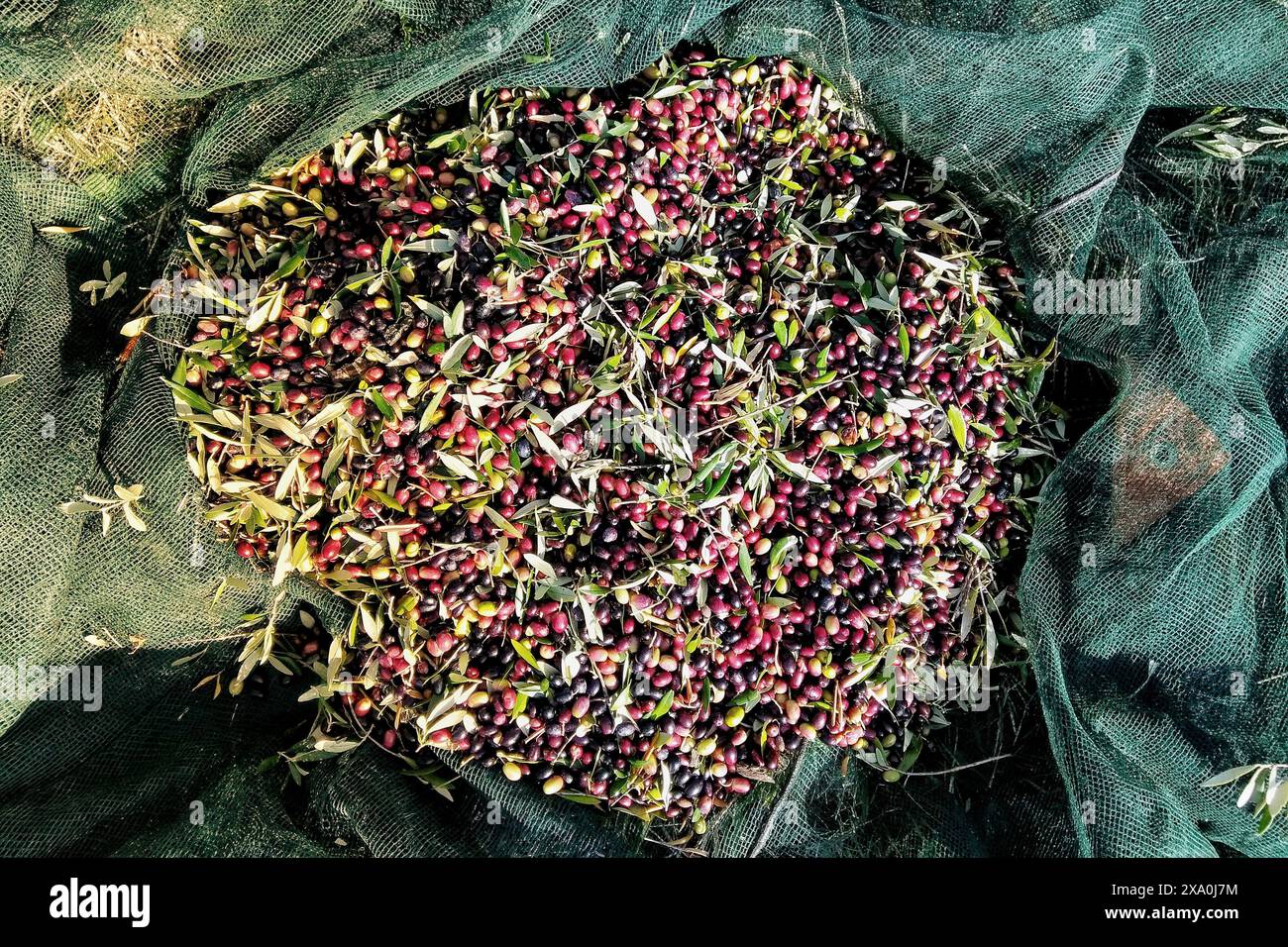 Olives top view hi-res stock photography and images - Alamy