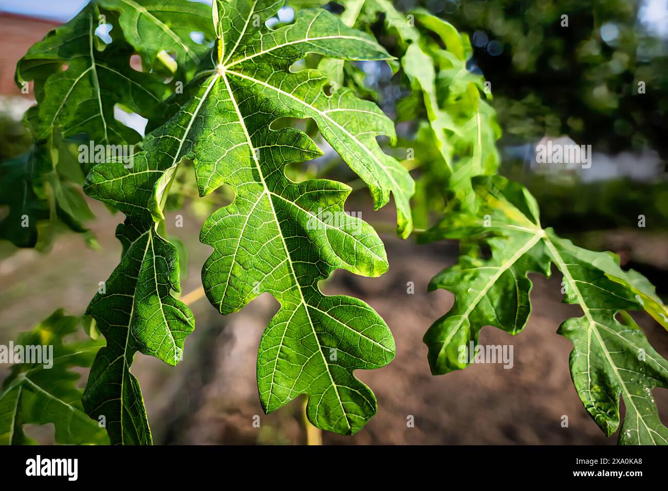 A closeup of green leaves of a tree in Lalpur, Punjab, India Stock ...