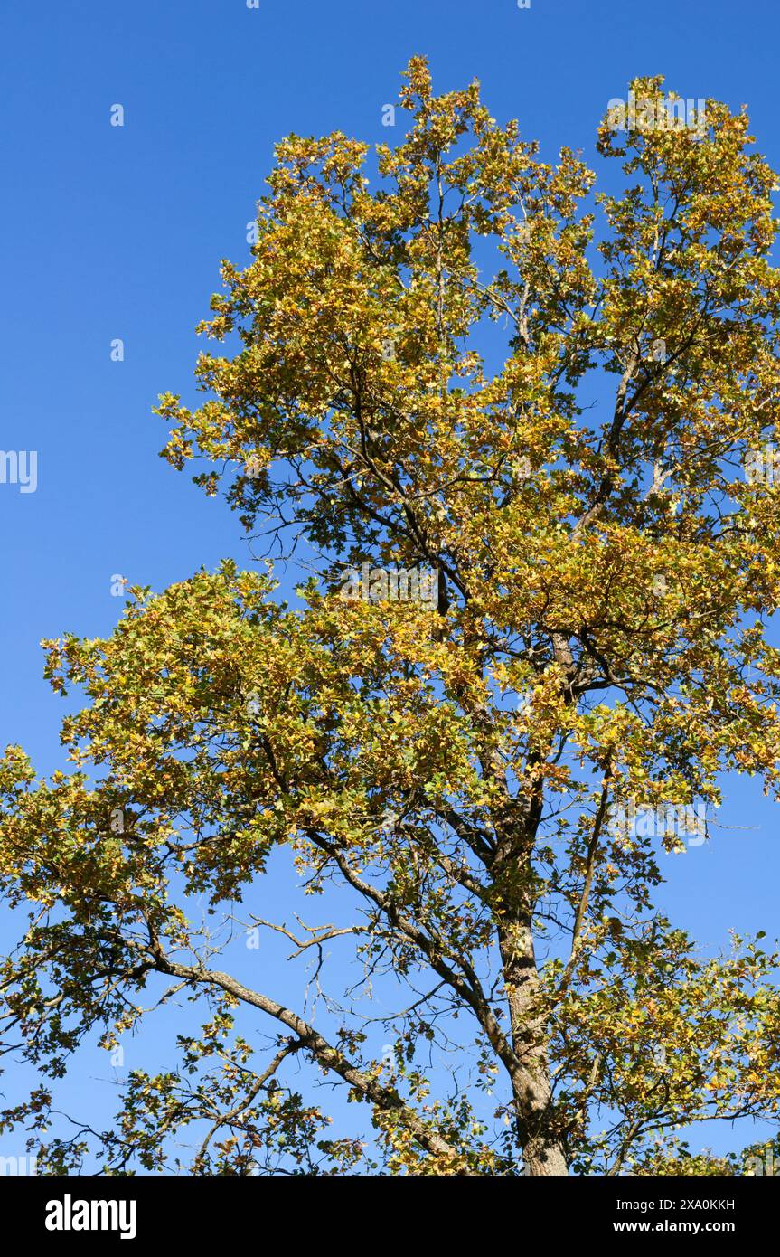 A tall oak tree under a clear blue sky during autumn. Germany Stock Photo
