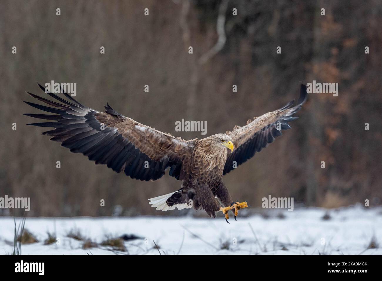A White-Tailed Eagle in flight in the Snow in Poland Stock Photo