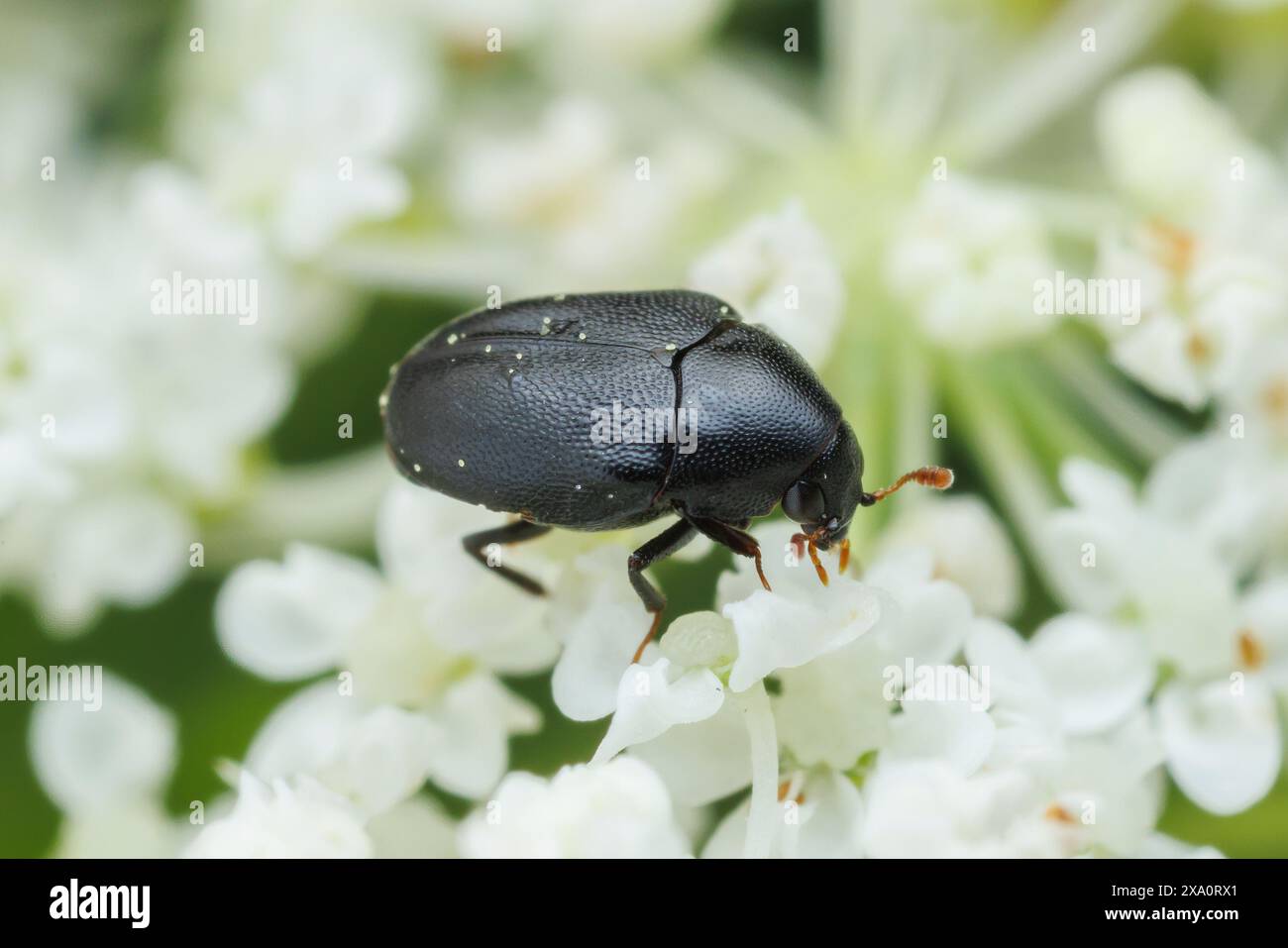 Skin Beetle (Orphilus ater) on Wild Carrot (Daucus carota). Stock Photo