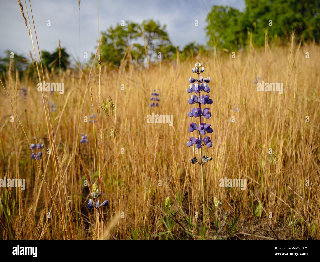 Vibrant field diverse grass hi-res stock photography and images - Alamy