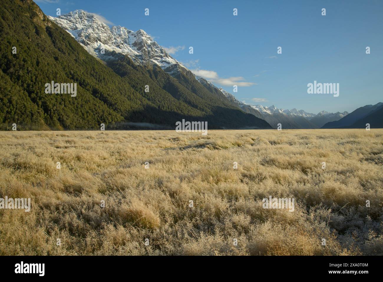 New Zealand; South Island, Fiordland National Park, UNESCO World Heritage, grassland Stock Photo