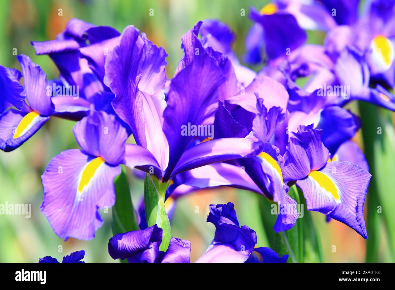 Iris or Flag or Gladdon or Fleur-de-lis flowers,close-up of colorful Iris flowers blooming in the garden at sunny day Stock Photo