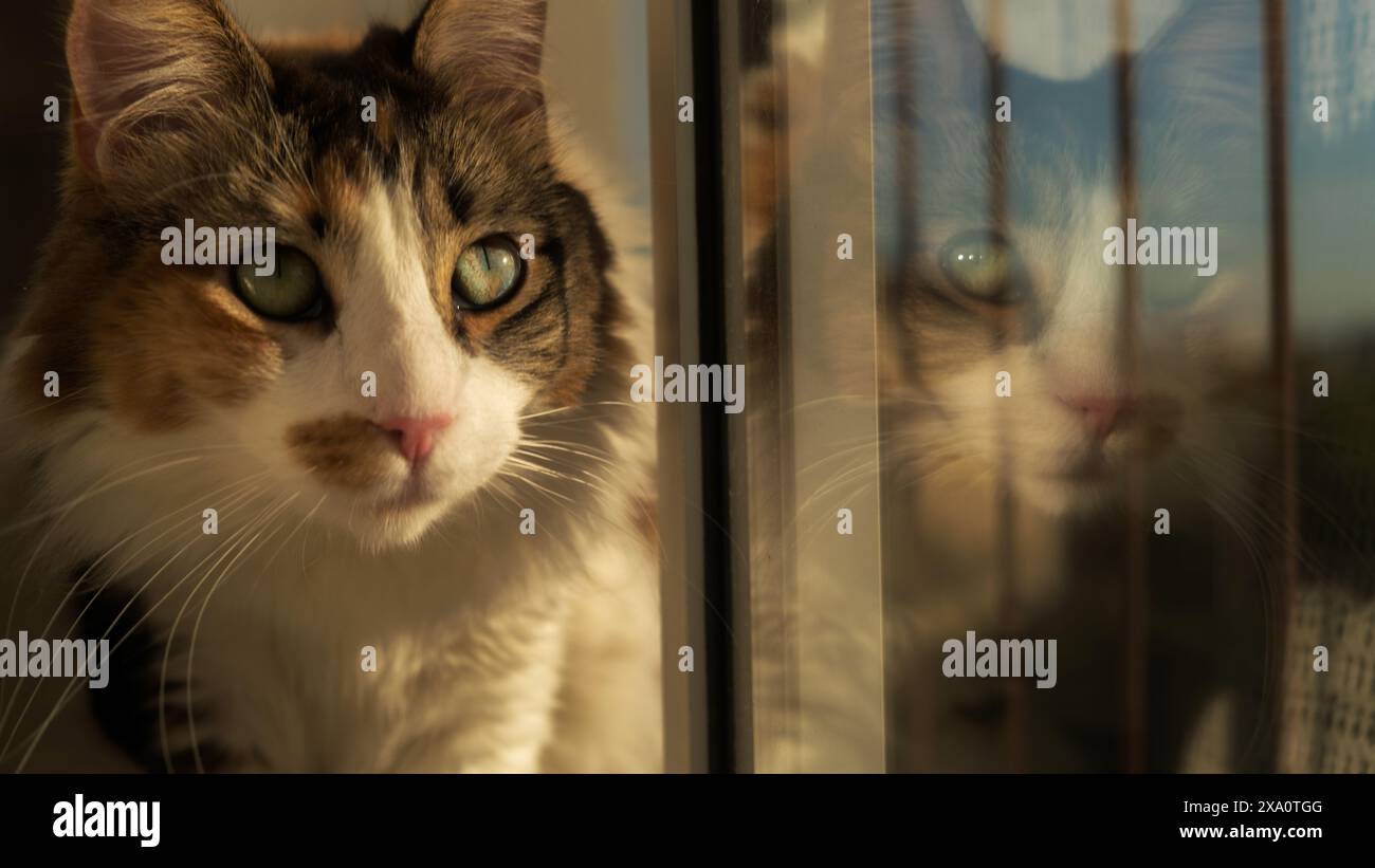 A Cute kitten enjoying sunset while relaxing at the window Stock Photo