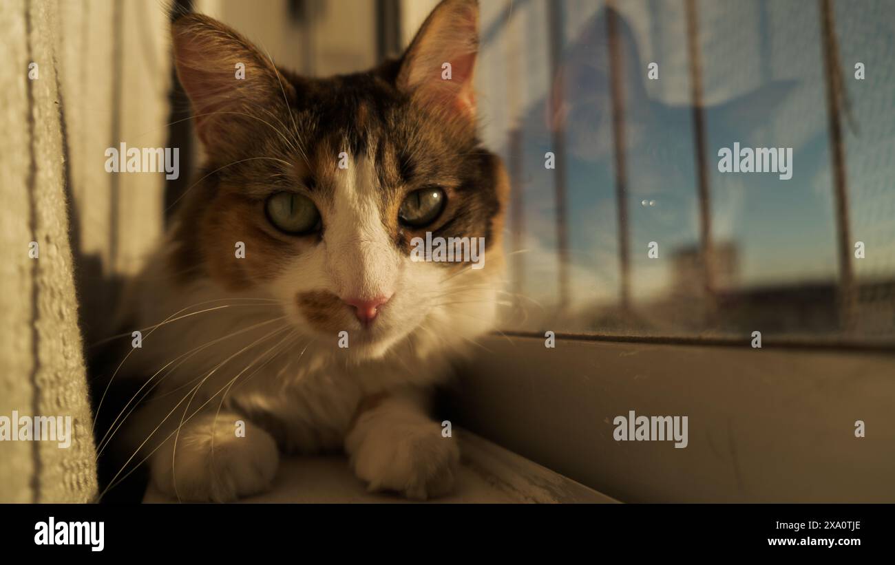 A Cute kitten enjoying sunset while relaxing by the window Stock Photo