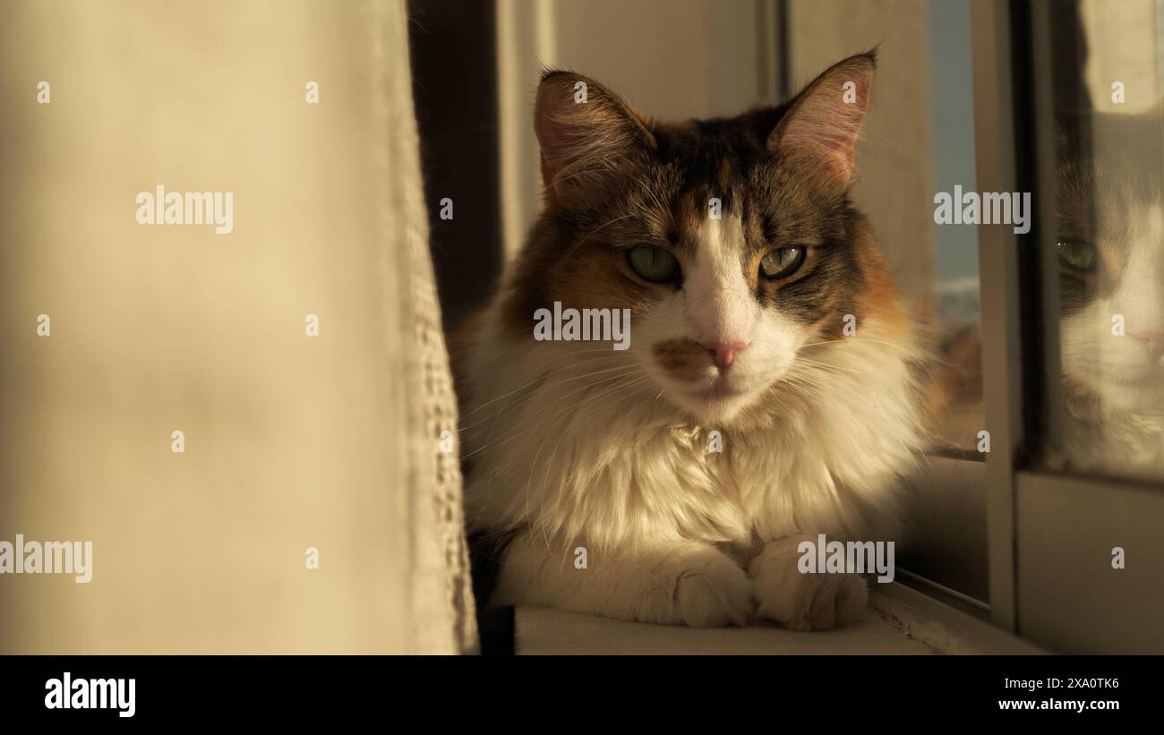 A Cute kitten enjoying sunset while relaxing at the window Stock Photo