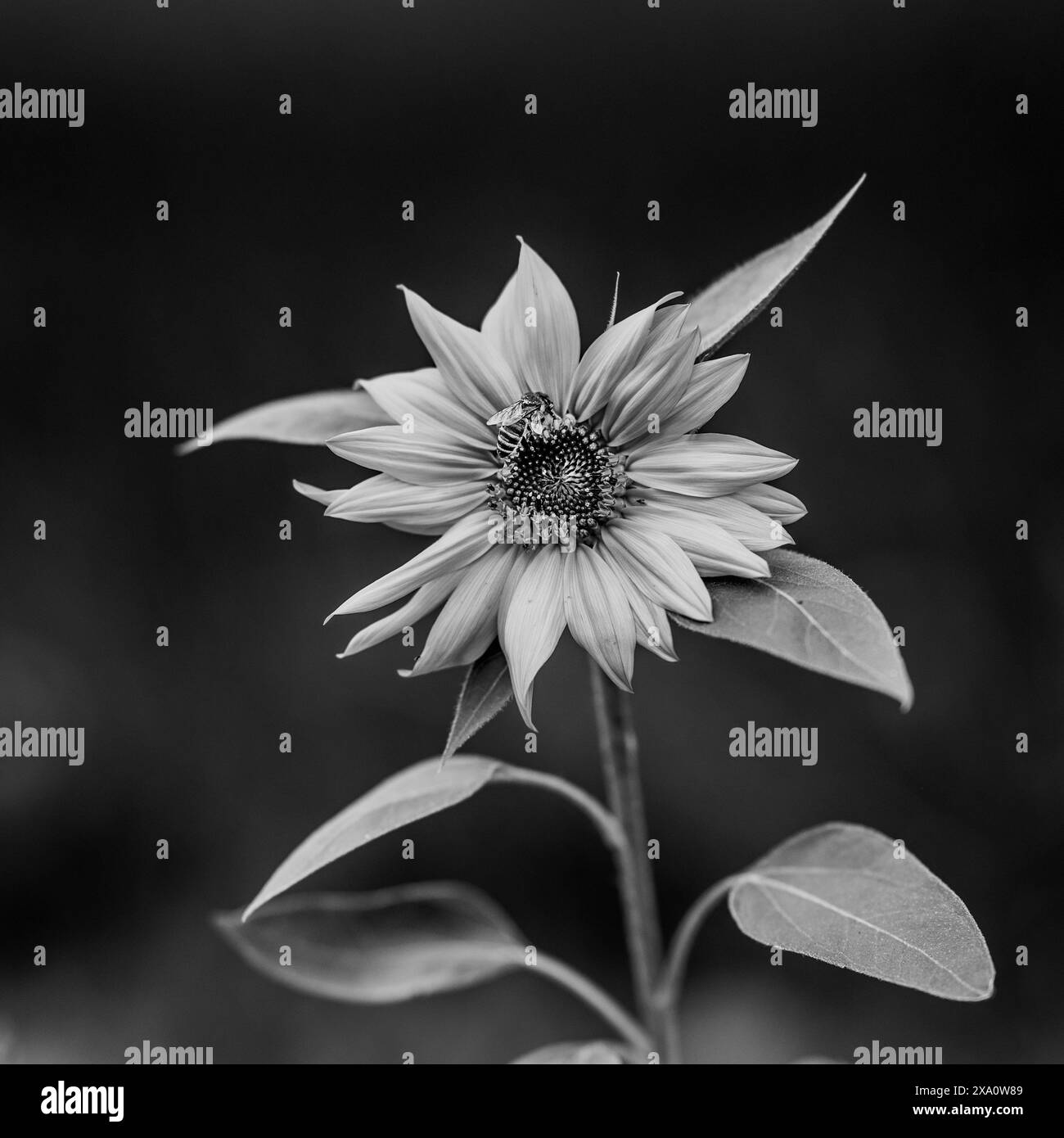 Sunflower field scenery Black and White Stock Photos & Images - Alamy