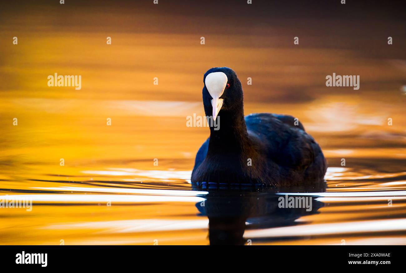 A duck peacefully floats in water on a vibrant orange day Stock Photo