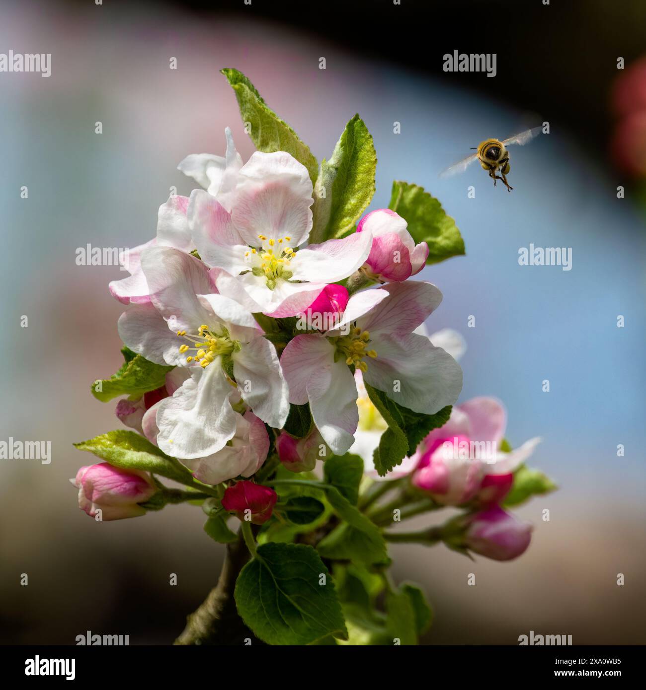Fruit trees blooming flowers hi-res stock photography and images - Alamy
