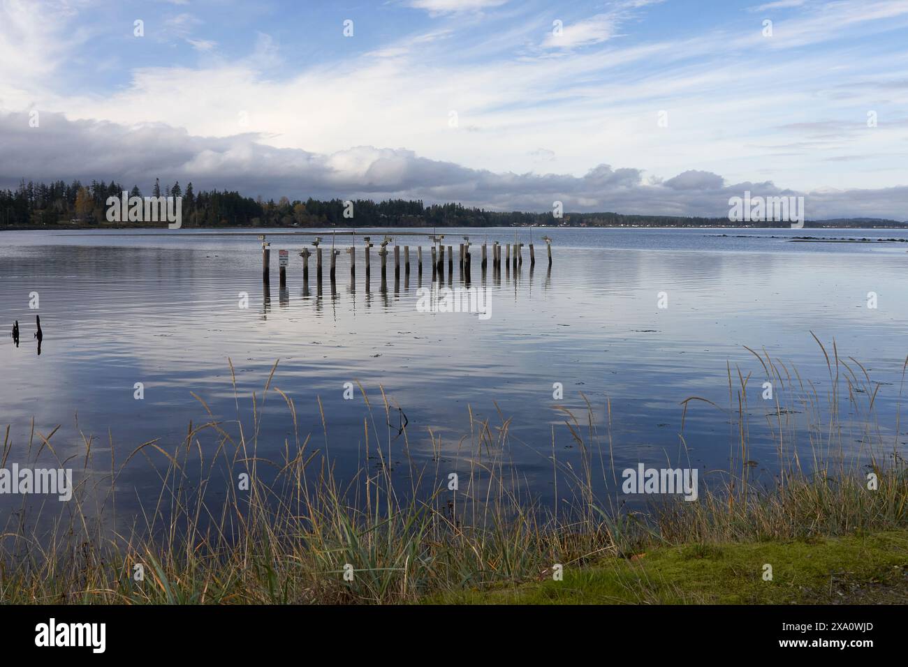 A serene evening at the ocean with clouds reflected in the calm waters and historic pilings in the water and a grassy shoreline. Stock Photo