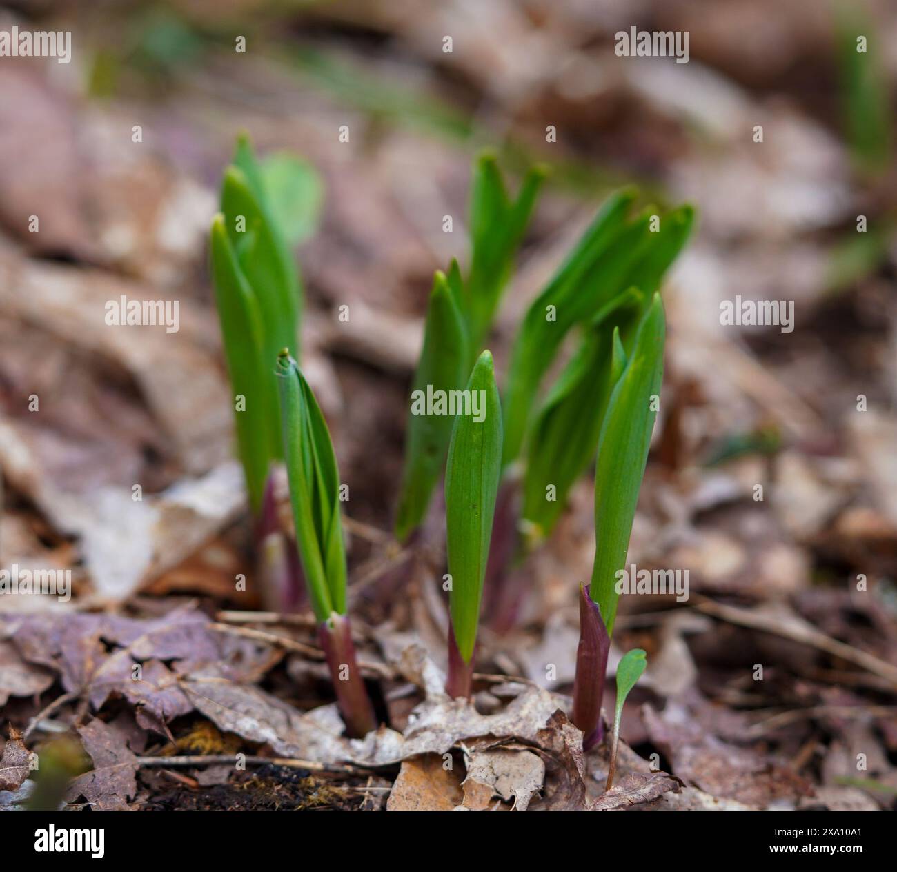 Leeks with roots hires stock photography and images Alamy
