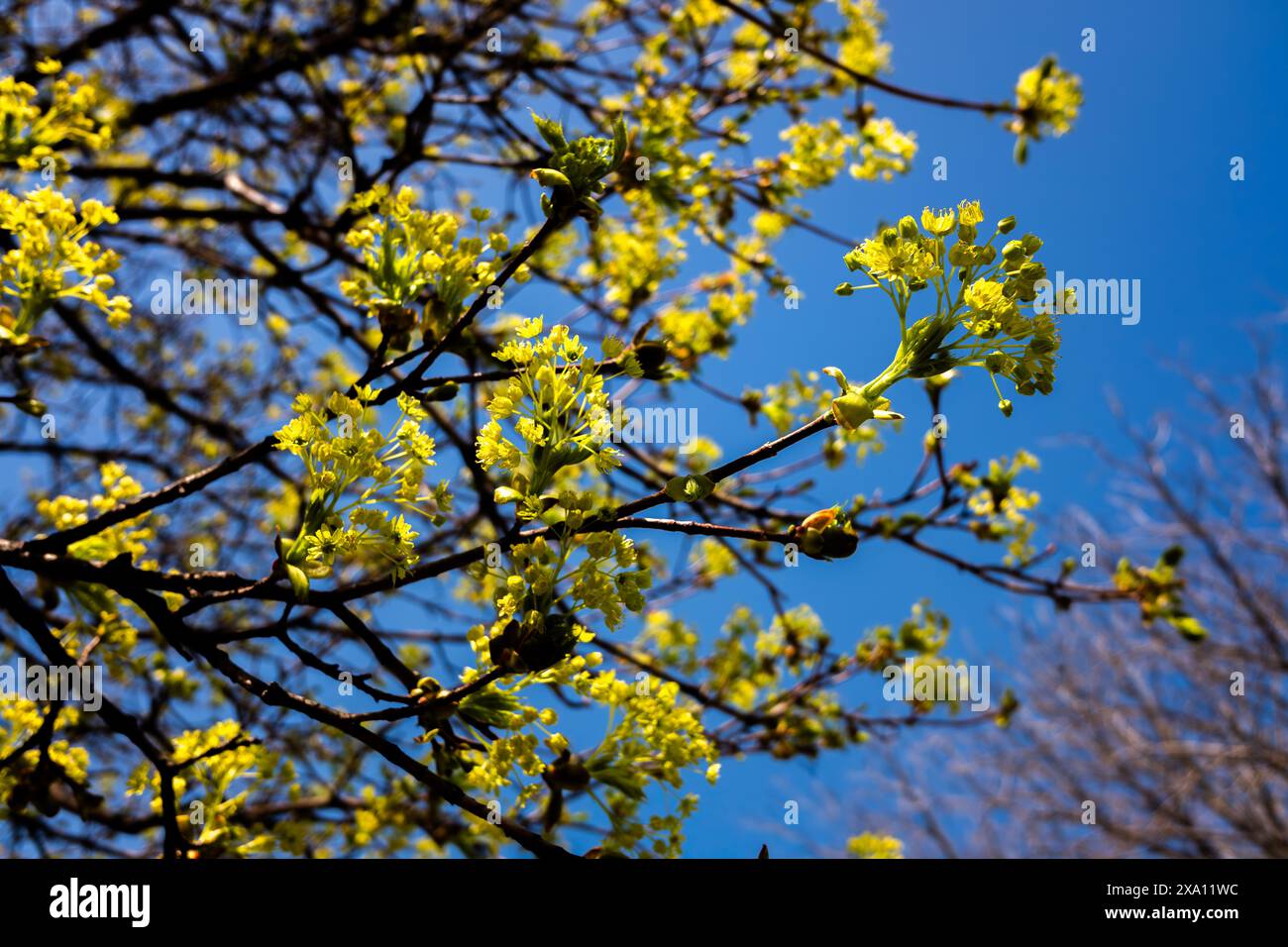 The blooming tree branches against a blue sky Stock Photo