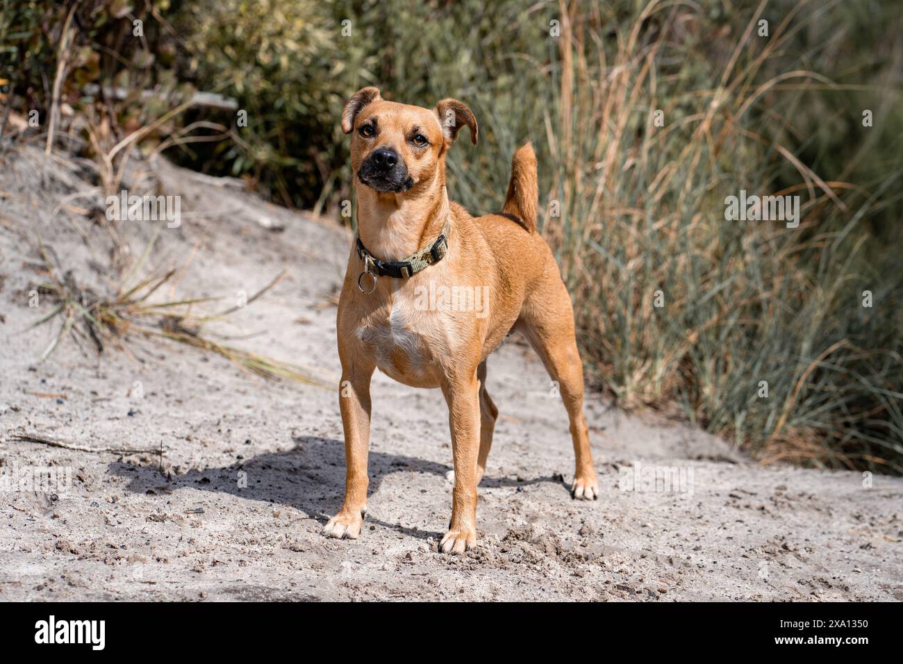 A small tan dog stands beside a lush plant. Stock Photo