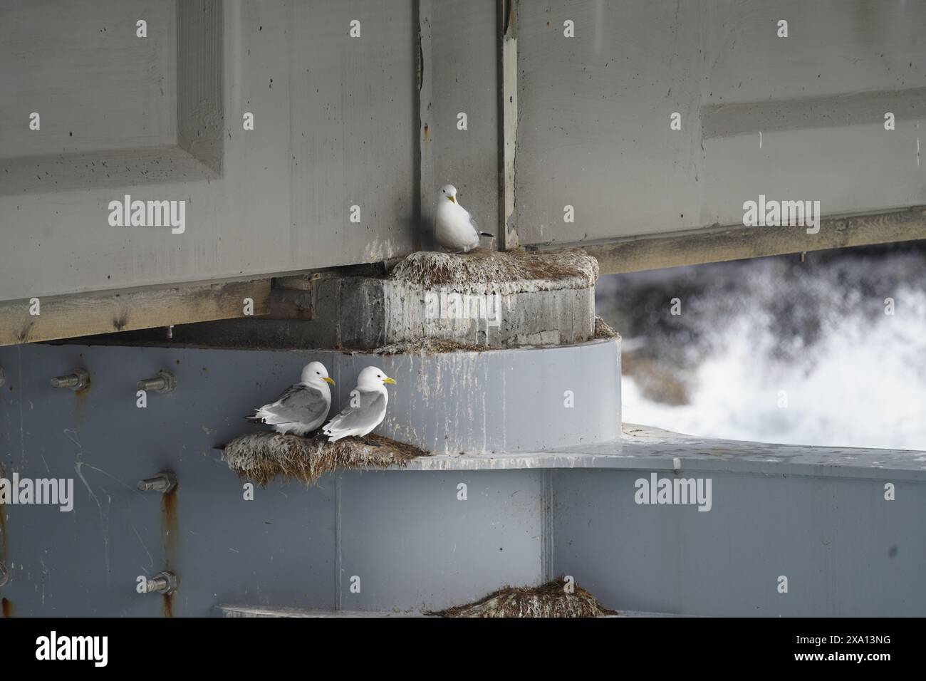 The seagulls sitting in their nests under a bridge on the Atlantic