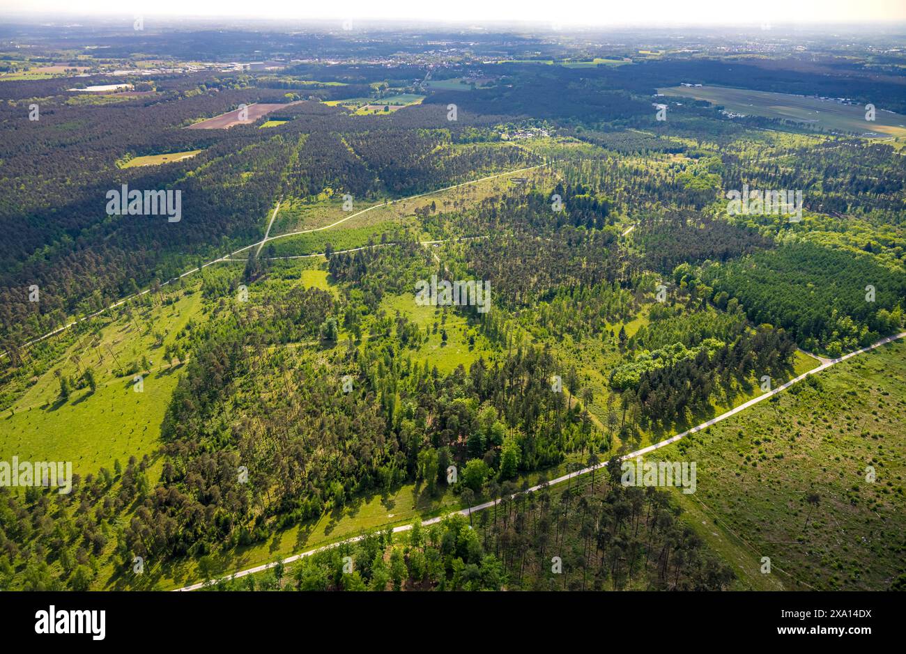 Aerial view, forest pastures Wistinghauser Senne nature reserve