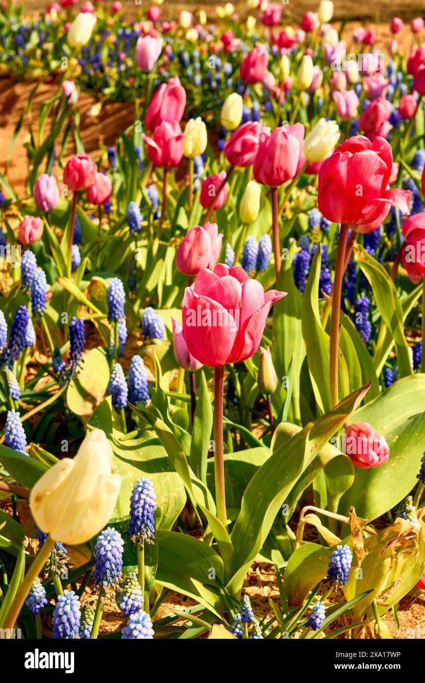 A beautiful bed of bright red, blue and yellow flowers that include ...