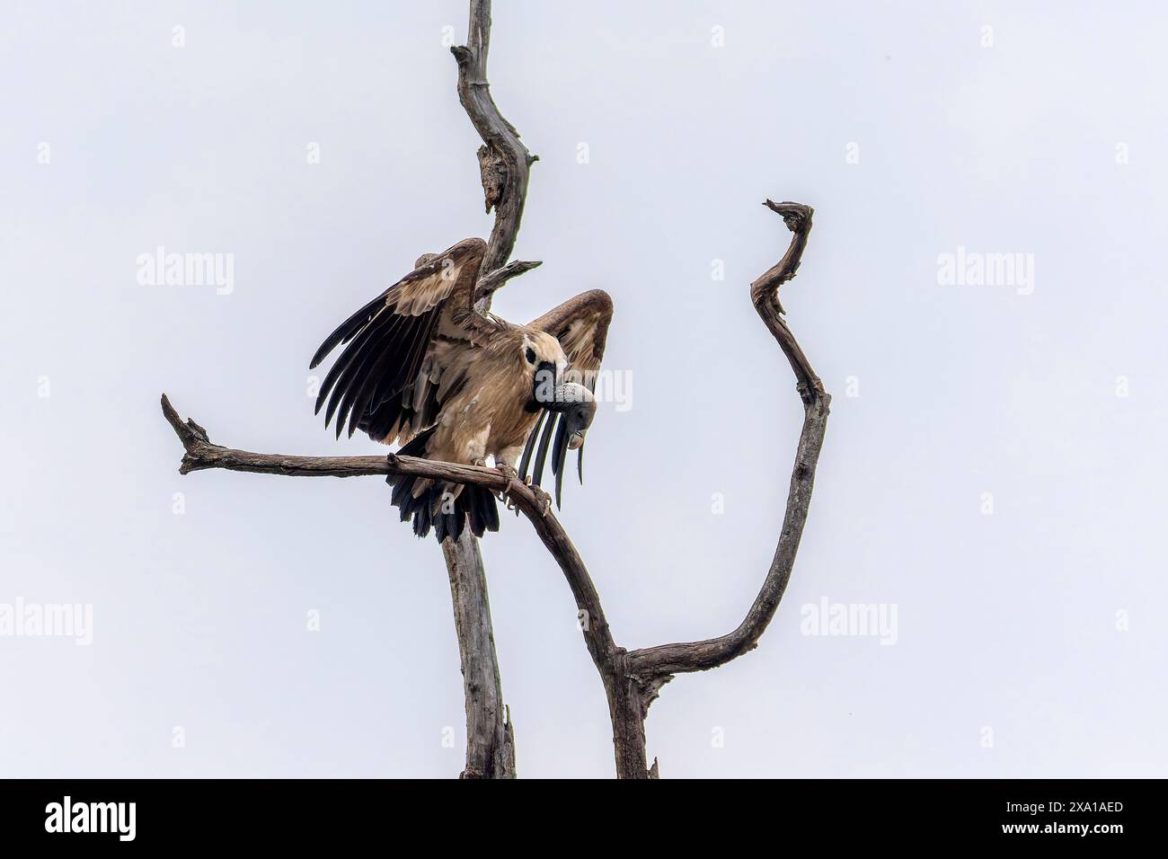 Indian vulture (Gyps indicus) Stock Photo