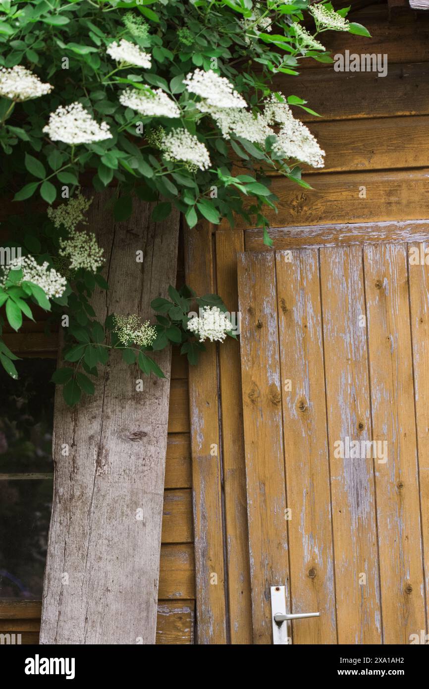 Beautiful handcrafted wooden door hi-res stock photography and images ...
