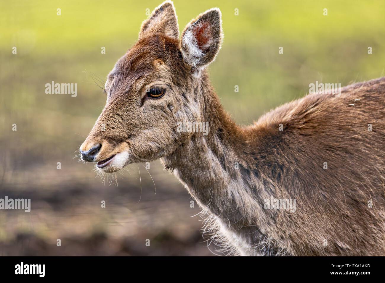 Red deer in a meadow hi-res stock photography and images - Alamy