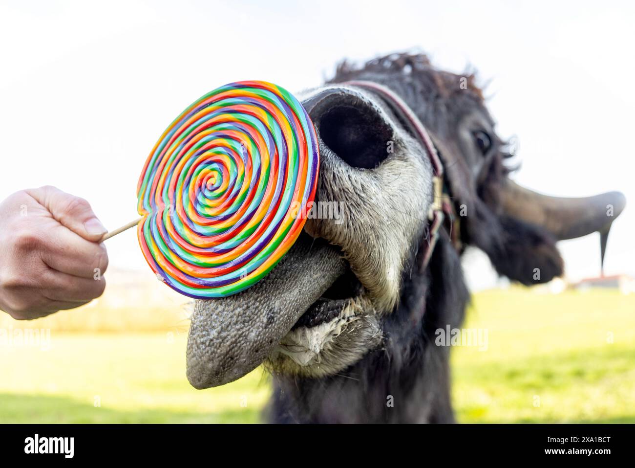 Funny close-up of a yak cow bull licking on a lollipop Stock Photo