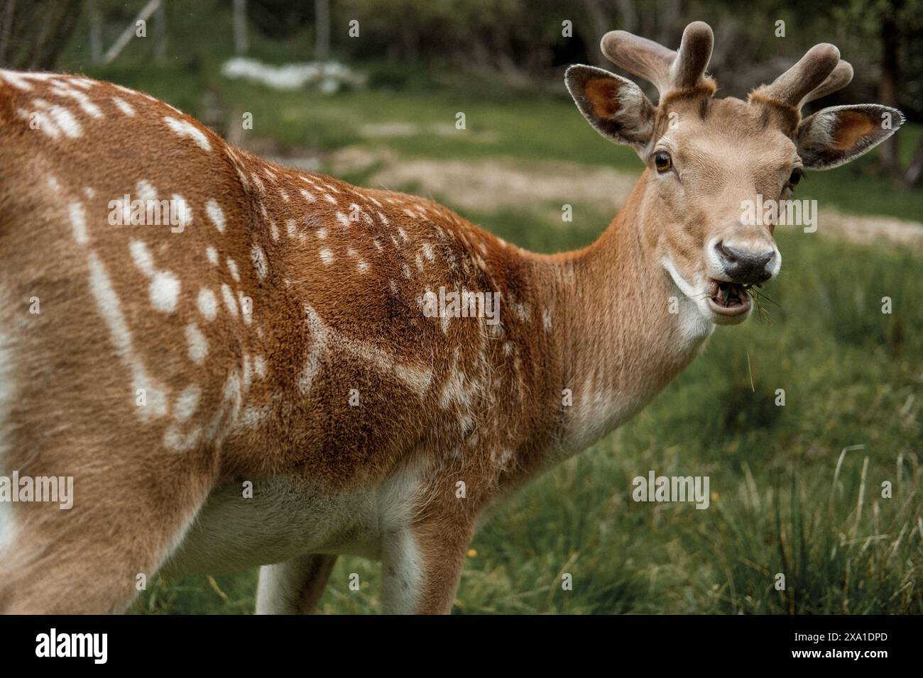 An Iranian fallow deer (Dama dama mesopotamica) with spotted fur in a grassy field Stock Photo