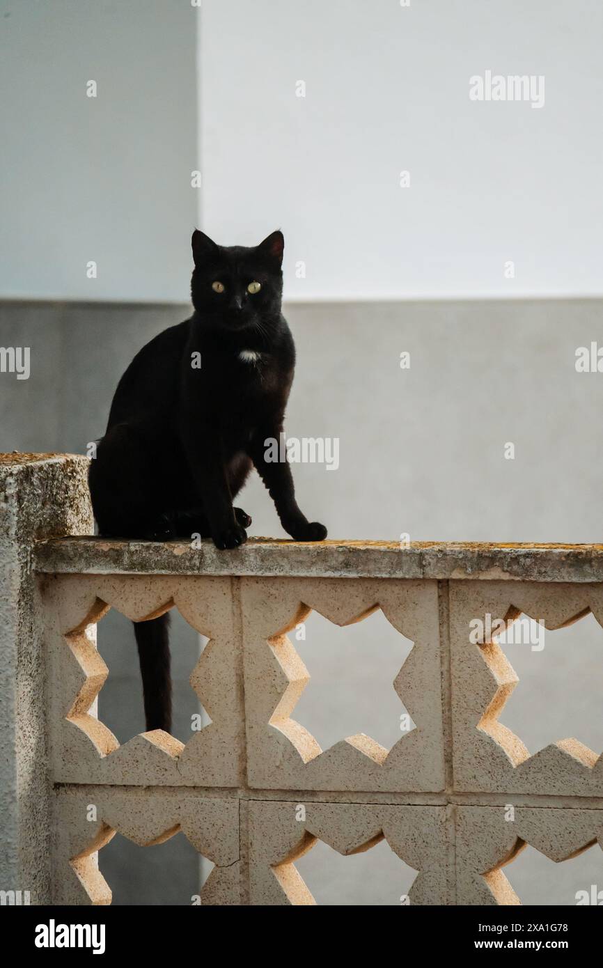 Black cat on house fence Stock Photo