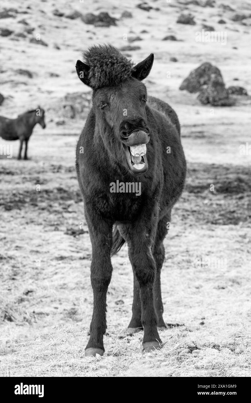 Iceland Icelandic Horses One Of The Purest Breeds Of Horses In The Iceland icelandic horses one of the purest breeds of horses in the