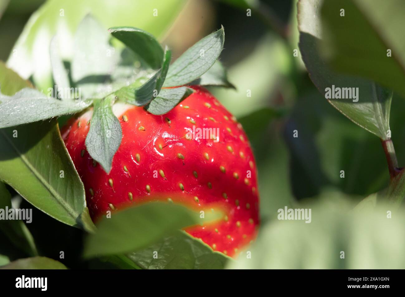 A fresh strawberry growing on plant in garden Stock Photo - Alamy