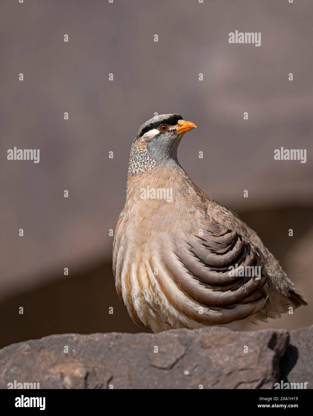 Partridge Family Birds