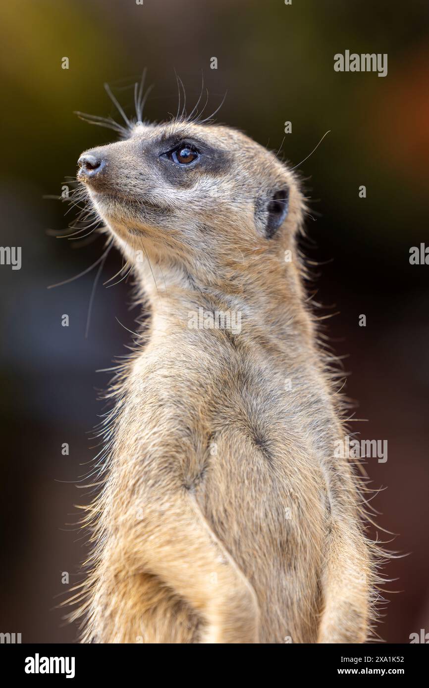A meerkat standing upright on hind legs Stock Photo - Alamy