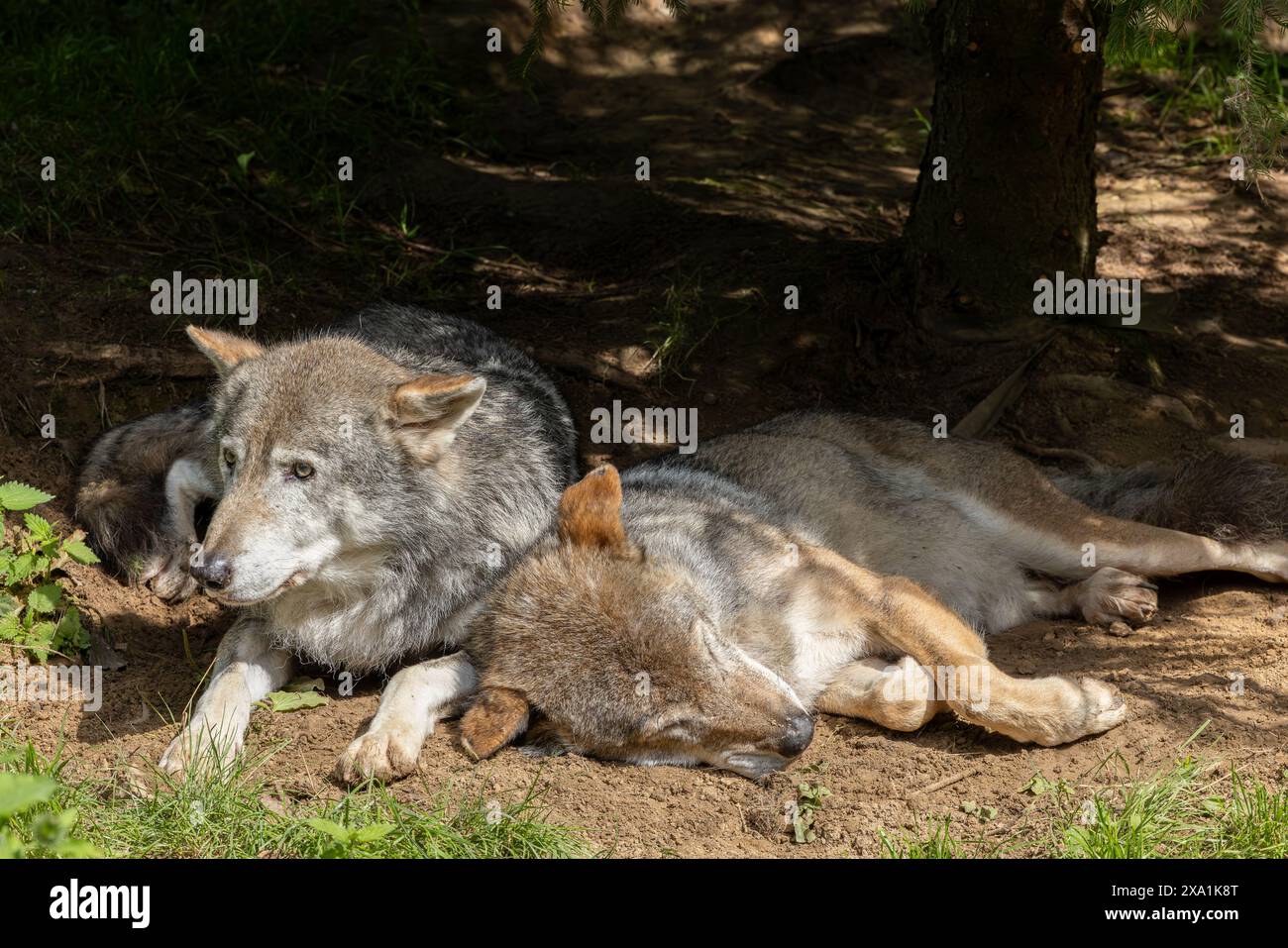 Pair of wolves hi-res stock photography and images - Alamy