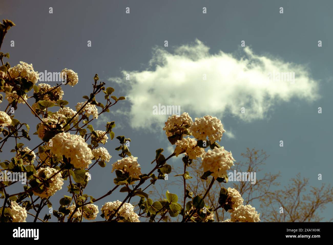 The tree branches with white blossoms against a cloudy sky Stock Photo