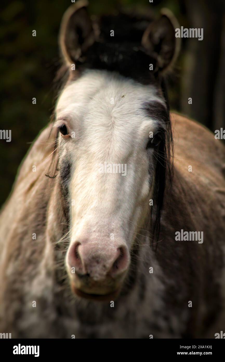 A close-up of a horse's face with expressive eyes Stock Photo