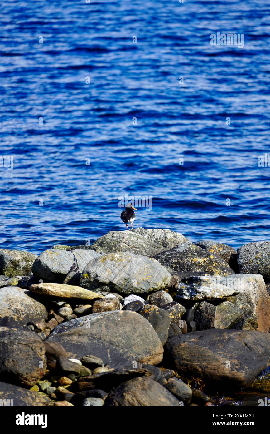 A Eurasian oystercatcher on the shore near Torvikbukt in Batnfjorden, Norway. Stock Photo