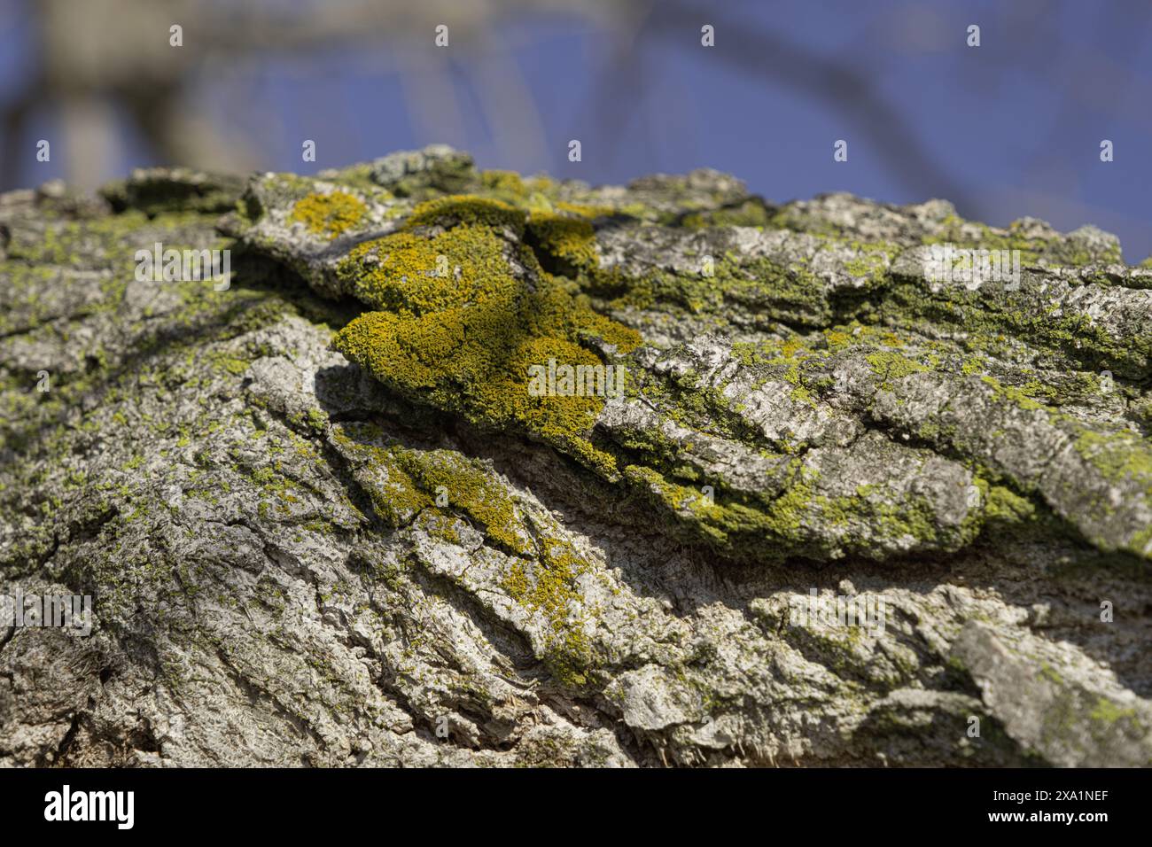 Moss on tree trunk during winter Stock Photo