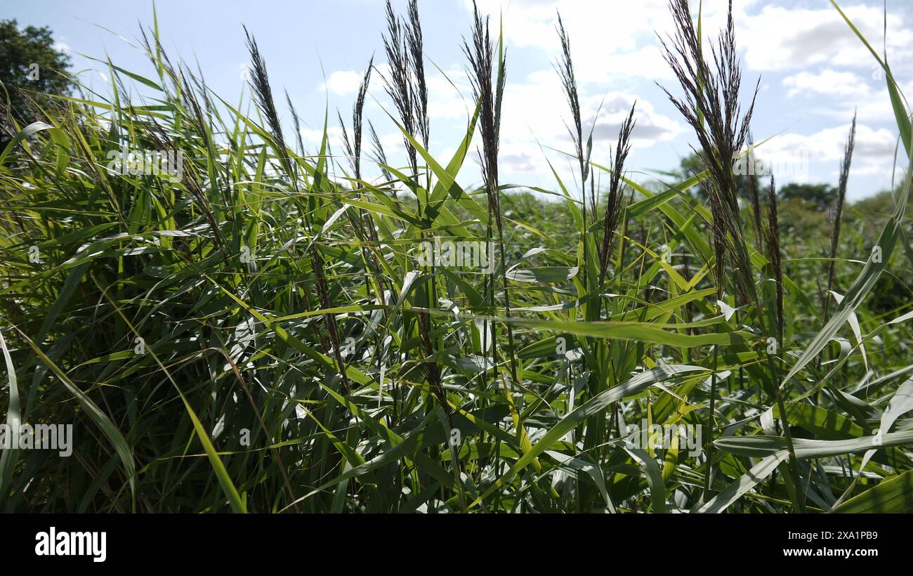 Clear blue sky green grass hi-res stock photography and images - Alamy
